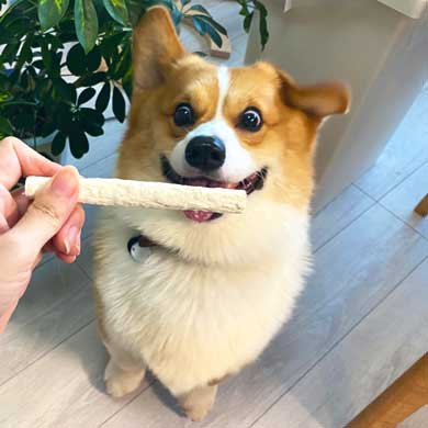 Nintendo Switch 消す 散歩を察する 犬 喜ぶ 表情 コーギー ラッキー