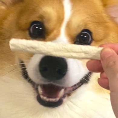 Nintendo Switch 消す 散歩を察する 犬 喜ぶ 表情 コーギー ラッキー