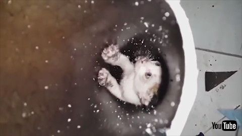 排水管のネコちゃん