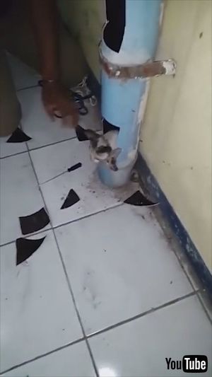 排水管のネコちゃん