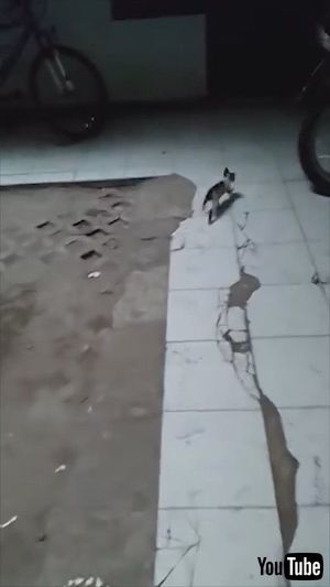 排水管のネコちゃん