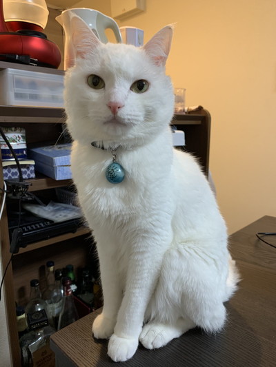 お手でひきつるハク様