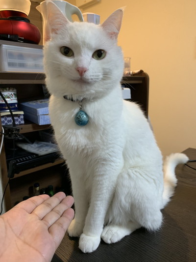 お手でひきつるハク様