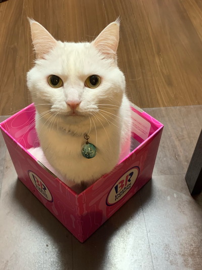 箱におさまるハク様