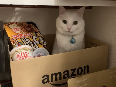 箱におさまるハク様