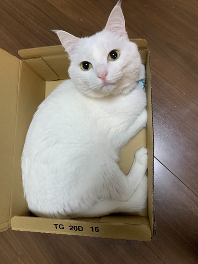 箱におさまるハク様