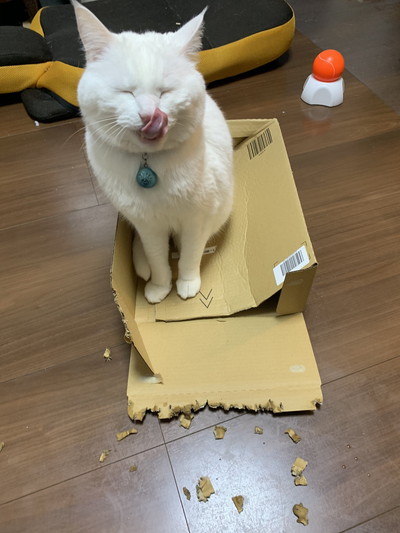 箱におさまるハク様