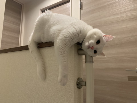 危ないところにいるハク様