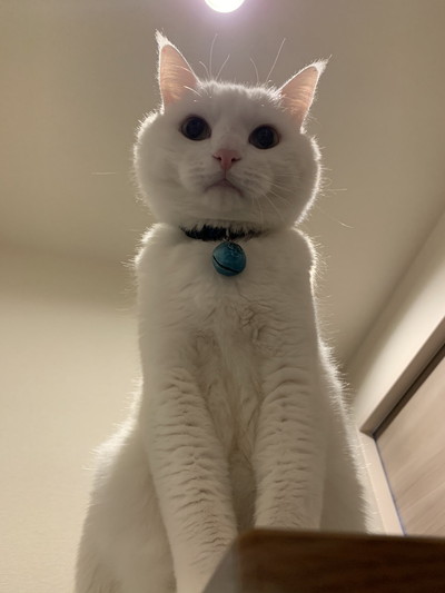 見下ろすハク様