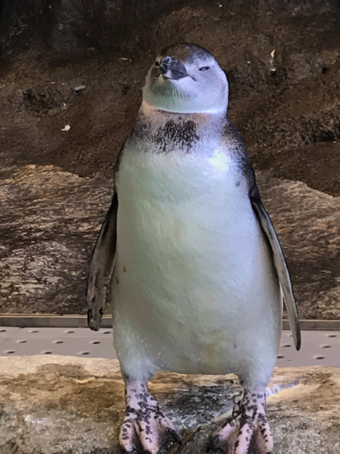 扇風機の風を独り占めするペンギンさん