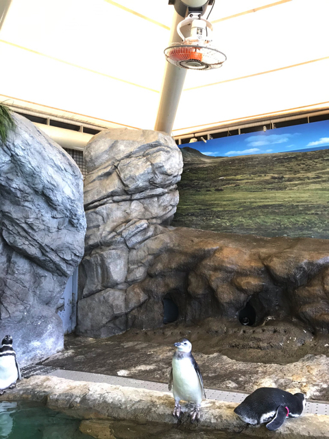 扇風機の風を独り占めするペンギンさん