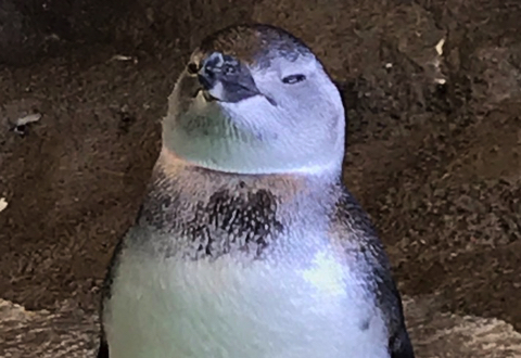 扇風機の風を独り占めするペンギンさん