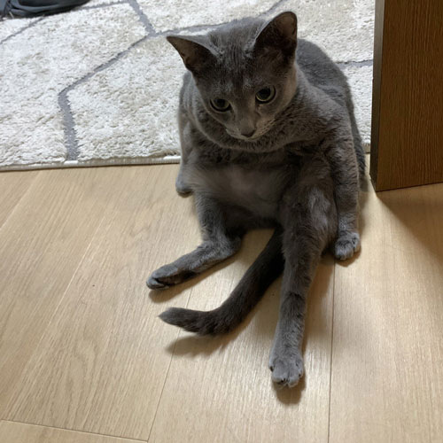 座るひじきさん