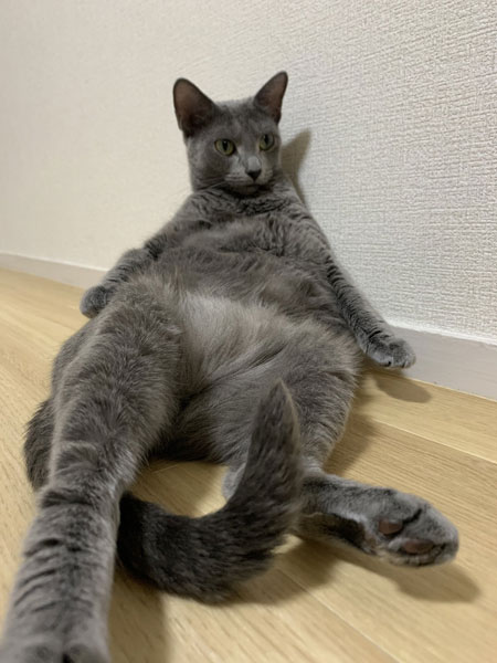 くつろぐひじきさん