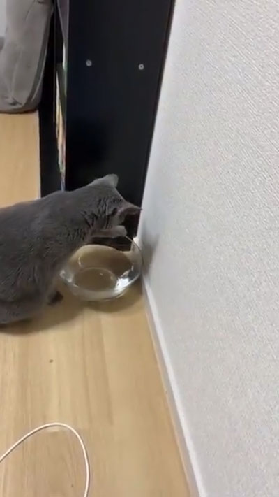 ボウルに手をかけるひじきさん