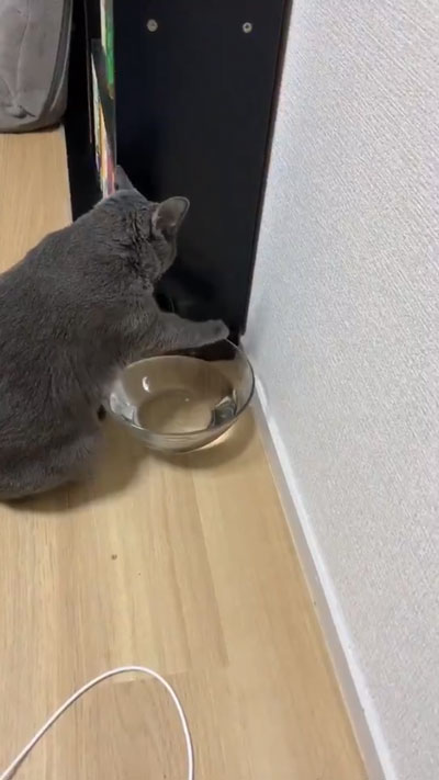 ボウルに両手をかけるひじきさん