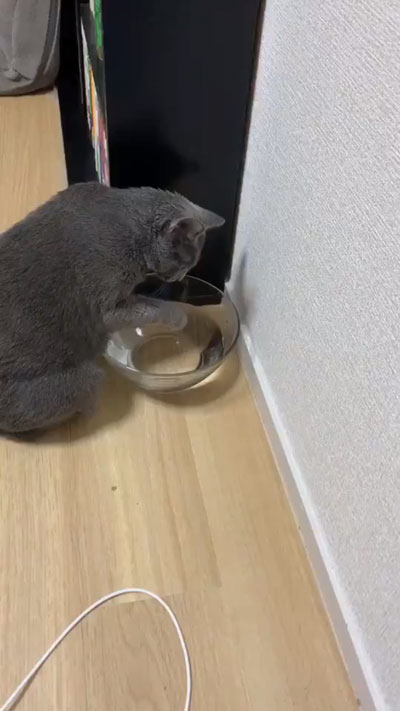 考えるひじきさん