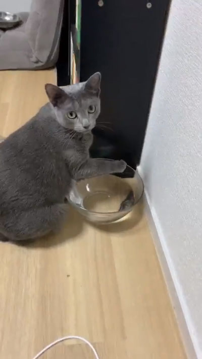 振り向くひじきさん
