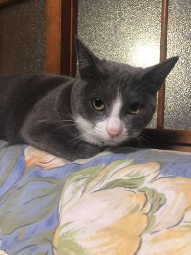 現場猫 ツーショット かわいいからヨシ！