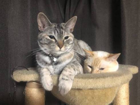 現場猫 ツーショット かわいいからヨシ！