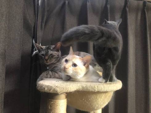 現場猫 ツーショット かわいいからヨシ！