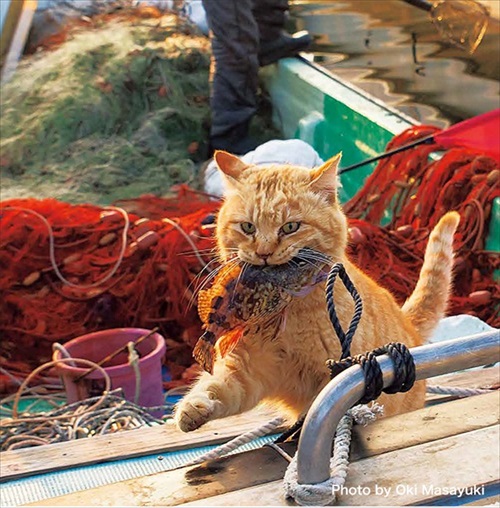 必死すぎるネコ カレンダー