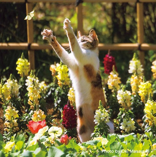 必死すぎるネコ カレンダー