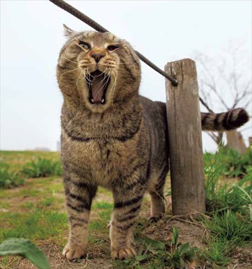 必死すぎるネコ カレンダー