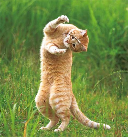 必死すぎるネコ カレンダー