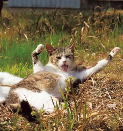 必死すぎるネコ カレンダー
