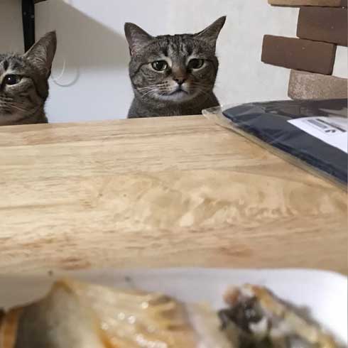 圧がすごい 猫 ホッケ 表情 食べたそう