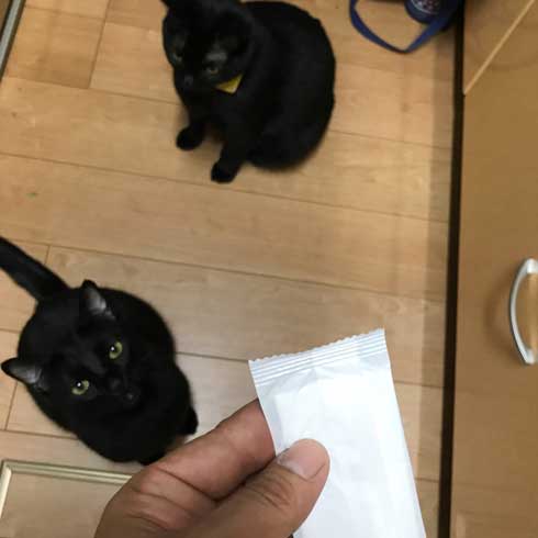 圧がすごい 猫 ホッケ 表情 食べたそう