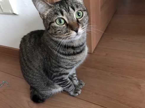 圧がすごい 猫 ホッケ 表情 食べたそう