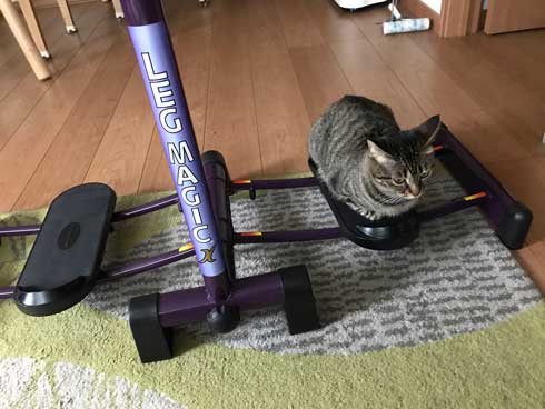 圧がすごい 猫 ホッケ 表情 食べたそう