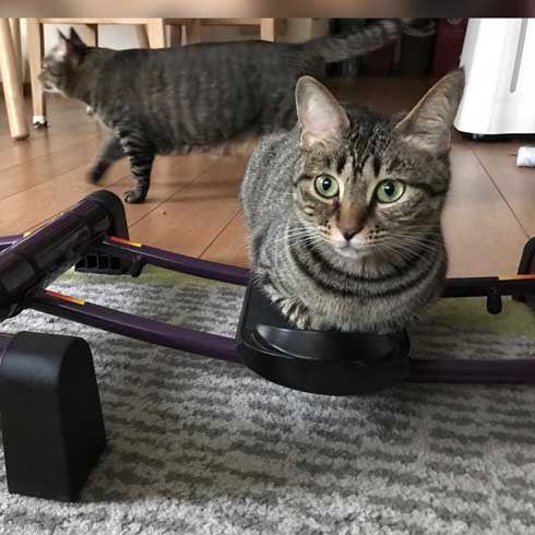 圧がすごい 猫 ホッケ 表情 食べたそう