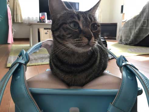 圧がすごい 猫 ホッケ 表情 食べたそう