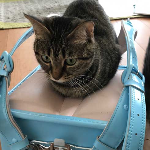 圧がすごい 猫 ホッケ 表情 食べたそう