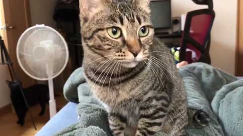 圧がすごい 猫 ホッケ 表情 食べたそう