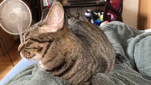 圧がすごい 猫 ホッケ 表情 食べたそう