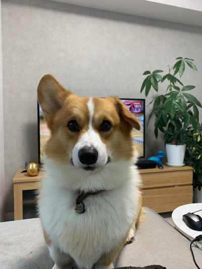 迫るラッキーちゃん