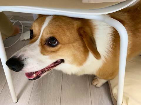 迫るラッキーちゃん