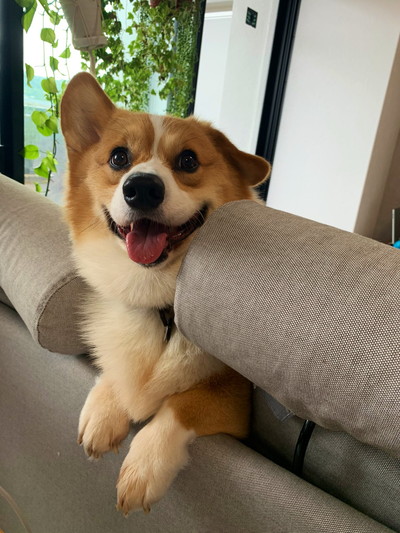 迫るラッキーちゃん