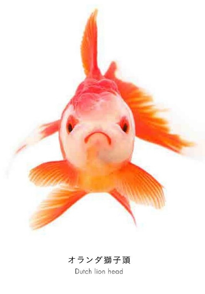 世界初の魚の顔図鑑 うおづら