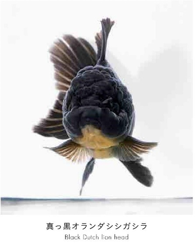 世界初の魚の顔図鑑 うおづら