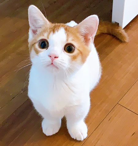 凝視するにゃんこアップ