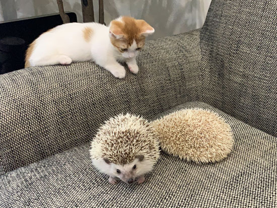 結構大きいハリネズミたち