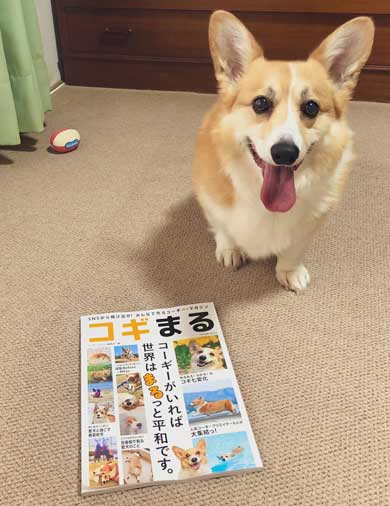 飼い主さん 外泊 コーギー 関所 我が家 犬 漫画 西田理英