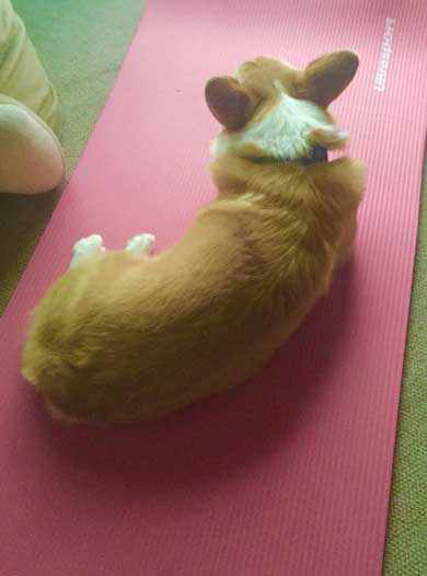 飼い主さん 外泊 コーギー 関所 我が家 犬 漫画 西田理英