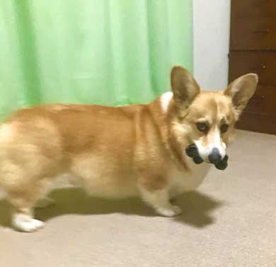 飼い主さん 外泊 コーギー 関所 我が家 犬 漫画 西田理英