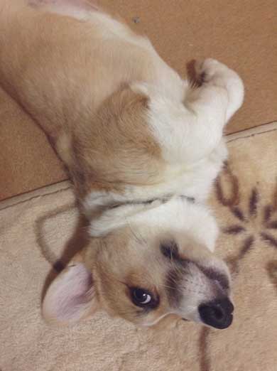 飼い主さん 外泊 コーギー 関所 我が家 犬 漫画 西田理英